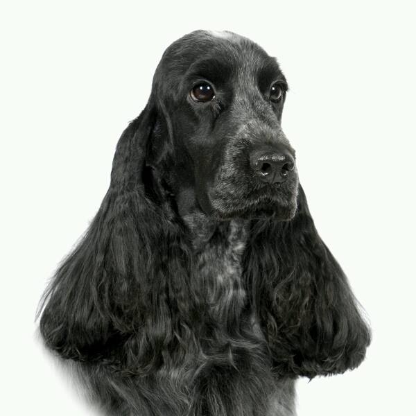 Proclaim English Cocker Spaniels Ontario Canada